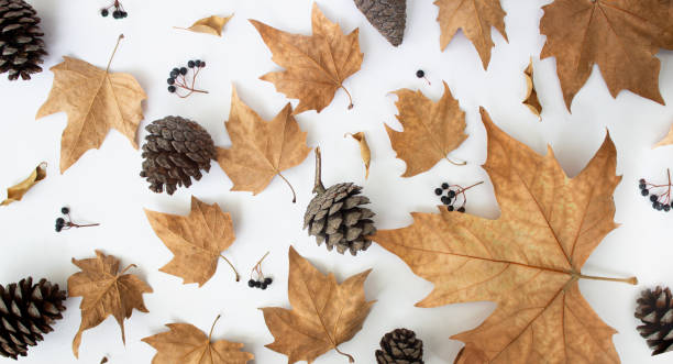 istock Autumn composition. Pattern made of spruce cones, dried leaves on white background. Flat lay, top view 1339005685
