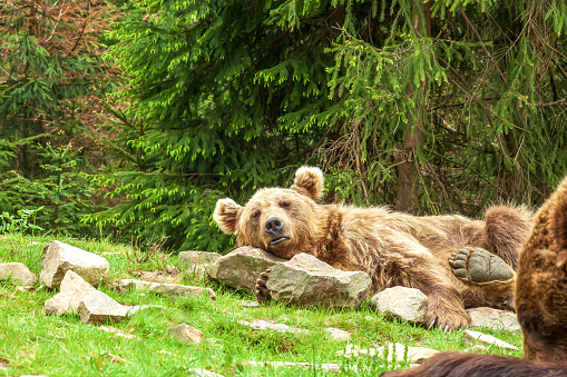 Sleeping Syrian brown bear on rocks. Cute Ursus arctos arctos syriacus lying on stones by green fir forest background