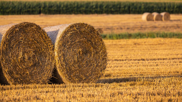 istock Straw bales in a freshly mowed field. 1339006012