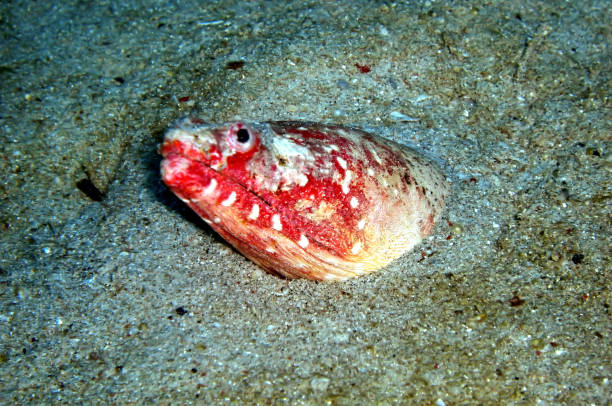 Stargazer Snake Eel (Brachysomophis) in the filipino sea Stargazer Snake Eel (Brachysomophis) is protruding from the bottom in the filipino sea November 1, 2010 stargazer fish stock pictures, royalty-free photos & images