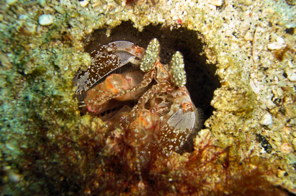 istock Mantis Shrimp (Odontodactylus Scyllarus) in the filipino sea 1339006065