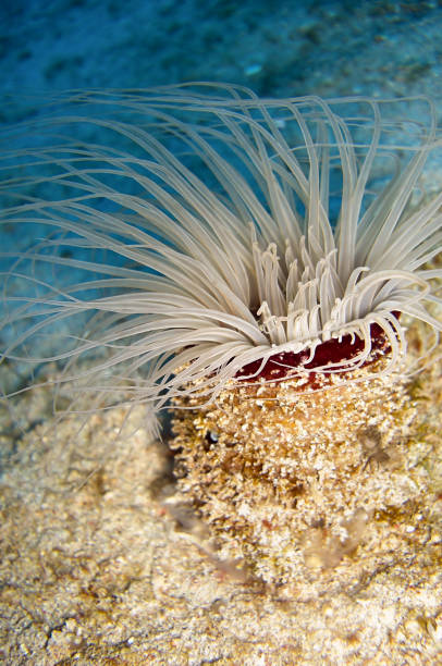istock Anemone in the filipino sea 1339006067