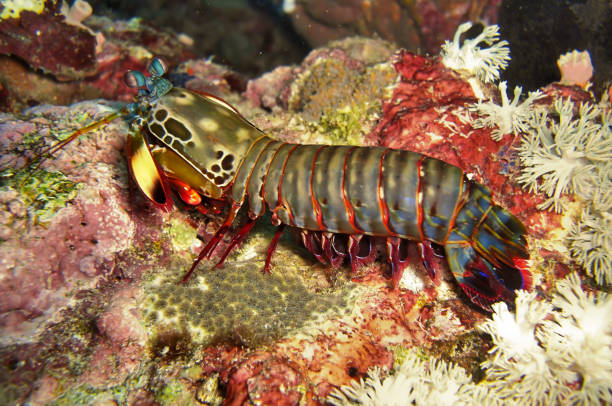 istock Mantis Shrimp (Odontodactylus Scyllarus) in the filipino sea 1339006088