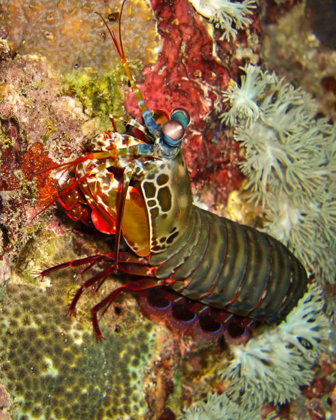 istock Mantis Shrimp (Odontodactylus Scyllarus) in the filipino sea 1339006124