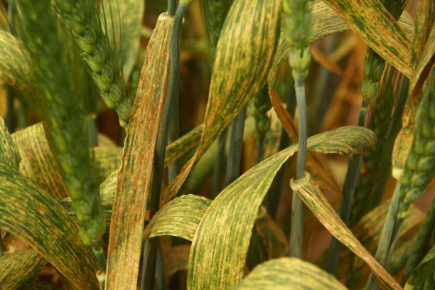 Wheat Diseases Wheat Field.Wheat Diseases rust colored stock pictures, royalty-free photos & images