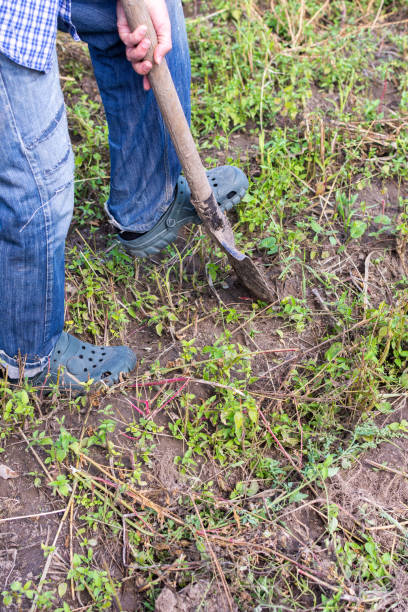 istock Farmer digs young yellow potatoes 1339009442
