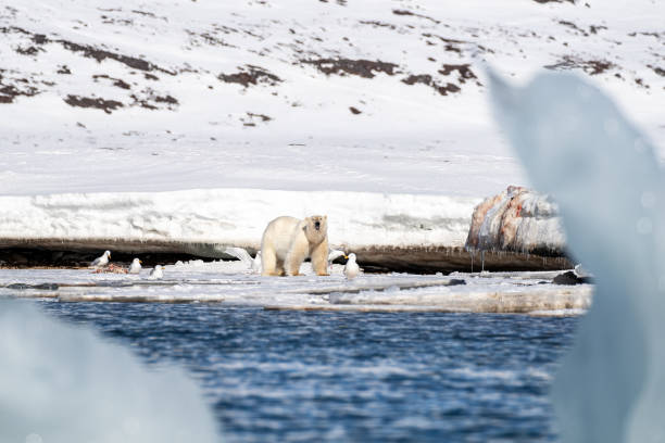 czujny dorosły samiec niedźwiedzia polarnego, ursus maritimus, na szybkim lodzie svalbardu. strzeże swojego zabójstwa przed padlinożercami mew glaucus. widziane przez szczelinę w górze lodowej. - polar bear global warming ice bear zdjęcia i obrazy z banku zdjęć