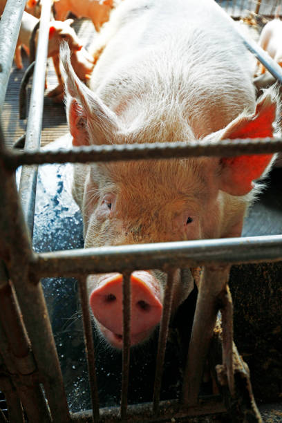 istock The farm pigs 1339010002