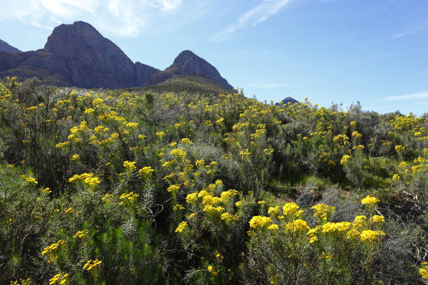istock Bright, yellow flowers in full sunlight 1339010018