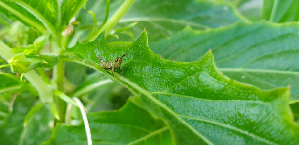 istock a small grasshopper on the green leaf 1339010742