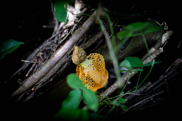 Yellow fungus in nature