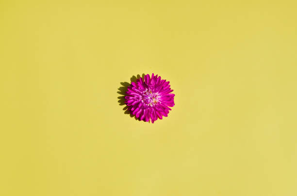 istock pink flower on a yellow background 1339011814