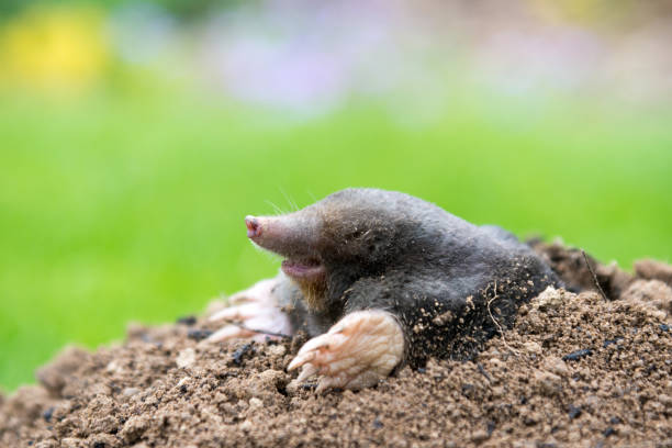 istock Mole peeking from the mole hill in the garden 1339012553