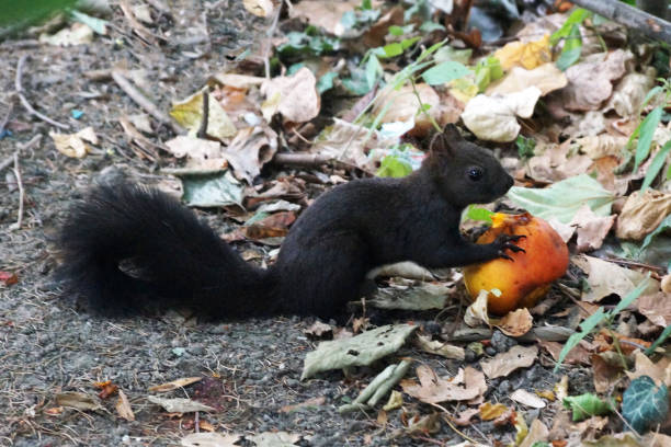Squirrel looking for food under the apple tree.
