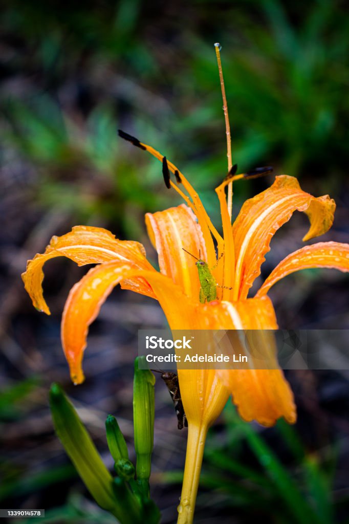 Grasshopper hides inside the orange daylily while raining Abundance Stock Photo