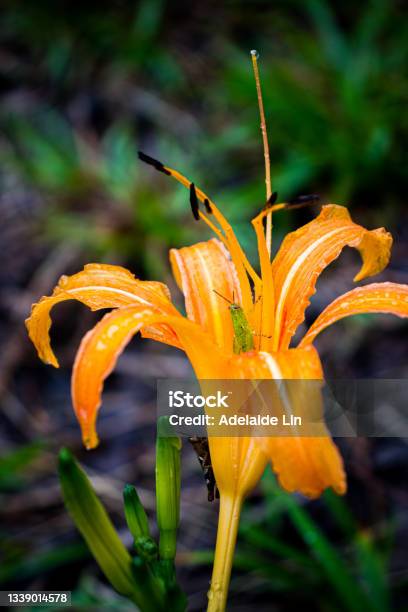 Grasshopper Hides Inside The Orange Daylily While Raining Stock Photo - Download Image Now