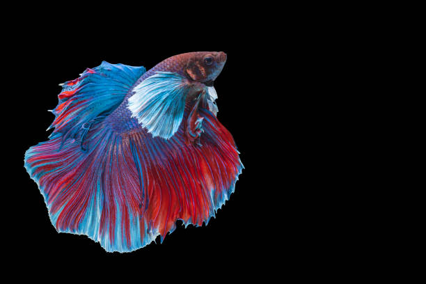 istock Halfmoon Betta splendens fighting fish in Thailand on isolated black background. The moving moment beautiful of blue and red Siamese betta fish with copy space. 1339015285