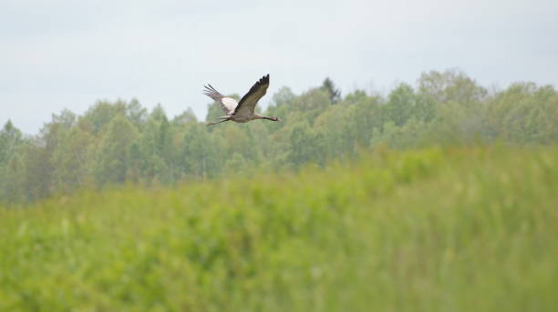 istock Common Crane, Grus grus, big bird flying. Grey crane with long neck 1339015444