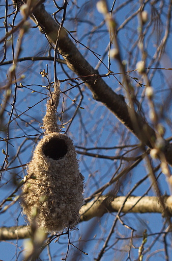 Remiz pendulinus. Hanging nest of the Penduline Tit bird in nature.