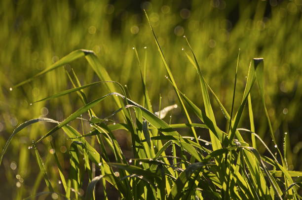 Water drops on green grass in sunny spring morning. Macro bokeh fresh