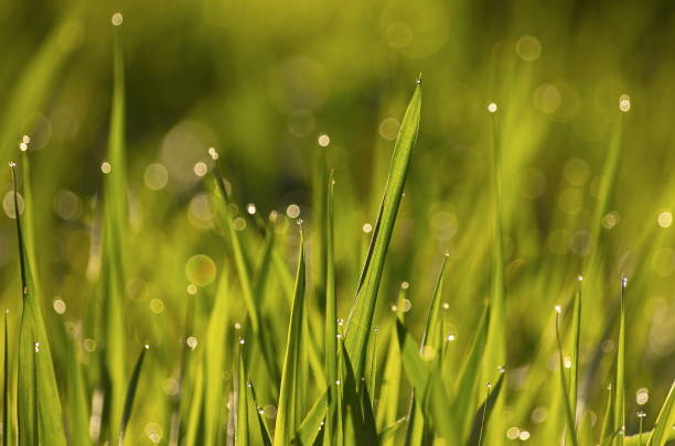 Water drops on green grass in sunny spring morning. Macro bokeh fresh
