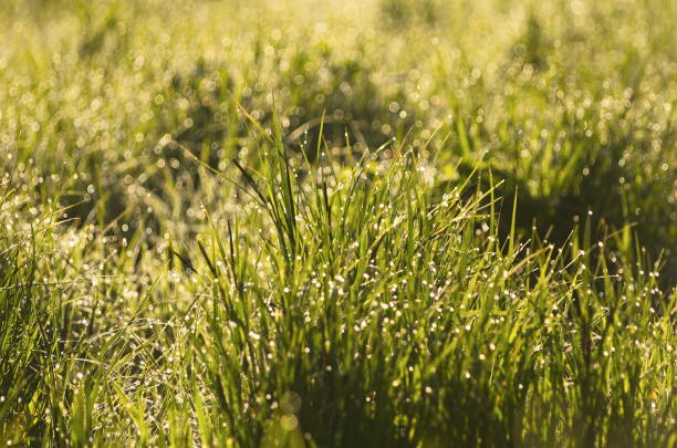 istock Water drops on green grass in sunny spring morning. Macro bokeh fresh 1339015680