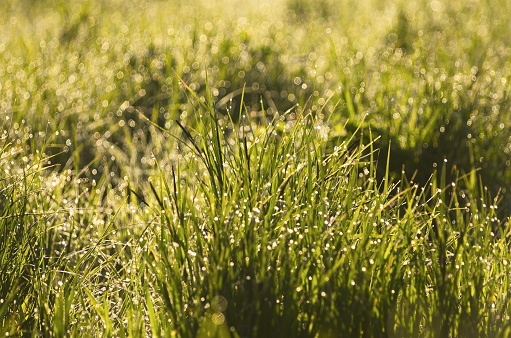 Water drops on green grass in sunny spring morning. Macro bokeh fresh