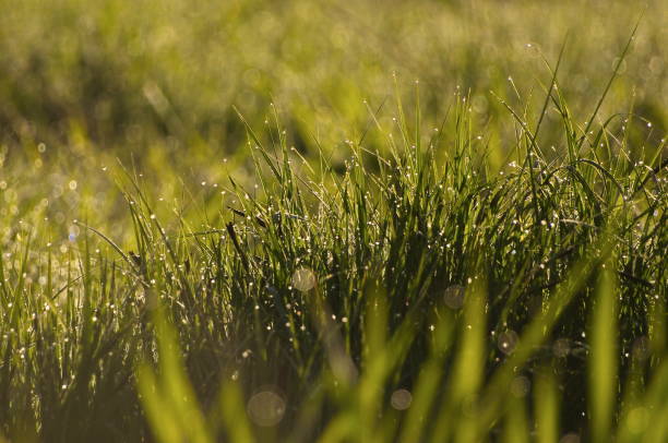 Water drops on green grass in sunny spring morning. Macro bokeh fresh