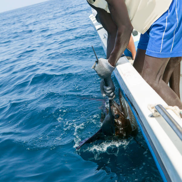 istock Sailfish catch billfish sportfishing holding bill 1339015737