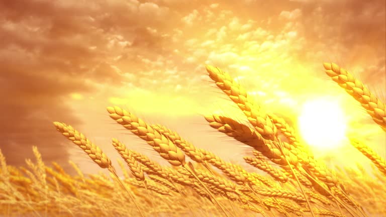 cute field of wheat spikelets at sunrise background
