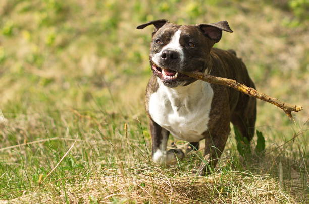 American Staffordshire Terrier or the Amstaff dog, female, runing with stick in mouth American Staffordshire Terrier or the Amstaff dog, female, runing with stick in mouth. american stafford pitbull dog stock pictures, royalty-free photos & images