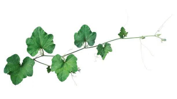 Photo of Pumpkin green leaves vine plant stem and tendrils isolated on white background, clipping path included.