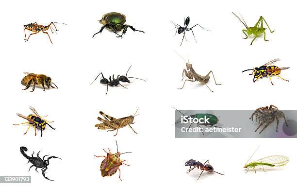Photo libre de droit de Ensemble Des Insectes banque d'images et plus d'images libres de droit de Blanc - Blanc, Fond, Sauterelle
