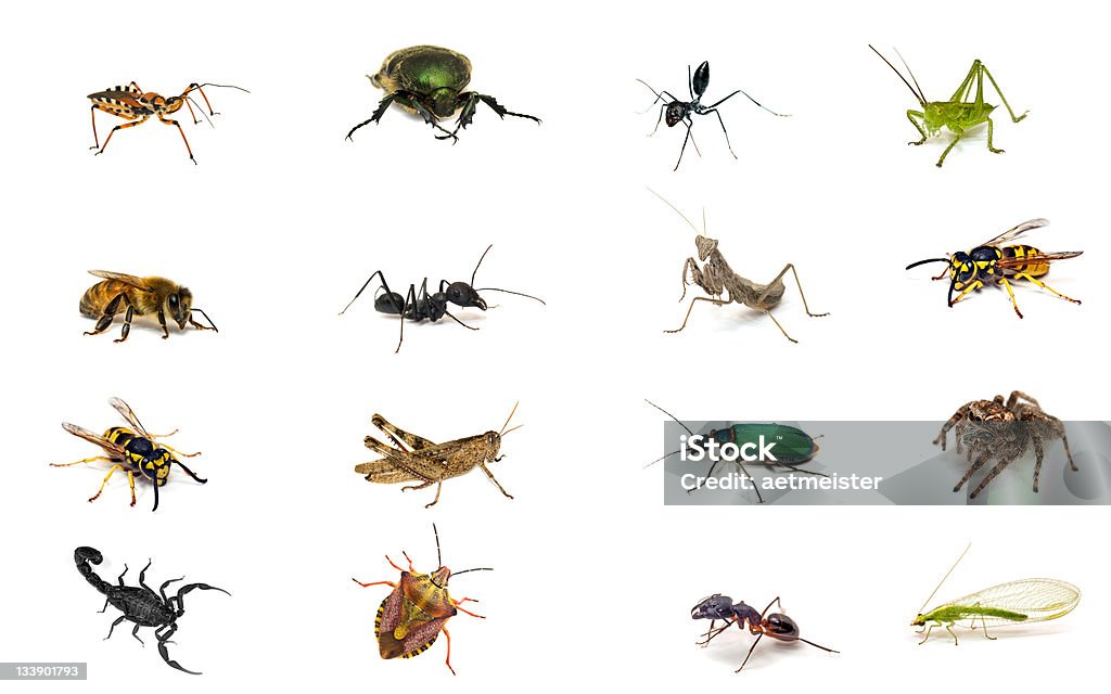Conjunto de insetos - Foto de stock de Branco royalty-free
