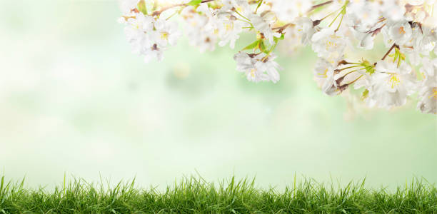 istock White cherry tree blossom flowers blooming in a green grass meadow. 1339018734