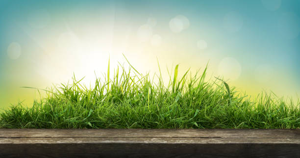 istock A tabletop with a natural spring garden background 1339018780