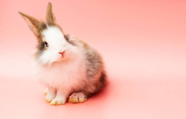istock Adorable little rabbit white brown bunny looking something while sitting over isolated pink background. Easter holiday animal concept. 1339019687