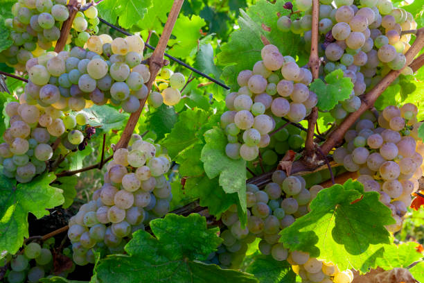 istock A bunch of white grapes in Alsace 1339021382