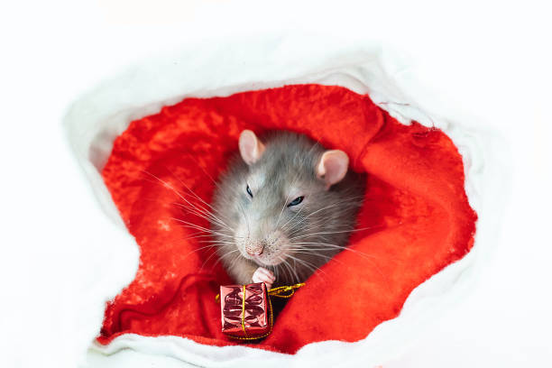istock gray sly rat with a gift sits on a red background portrait 1339021465