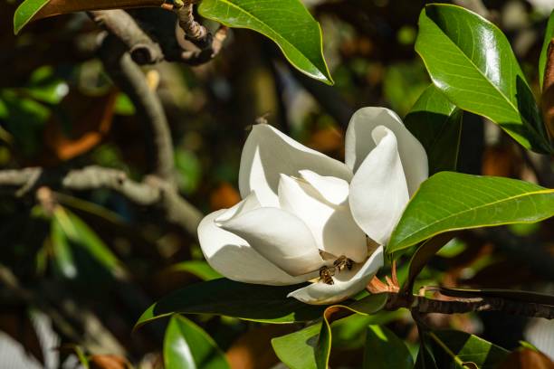 weiße große blüte am zweig der immergrünen südlichen magnolie (magnolia grandiflora) mit grünen blättern auf verschwommenem hintergrund. selektiver fokus. nahaufnahme. stadtpark "krasnodar". sommer 2021. - evergreen magnolia stock-fotos und bilder