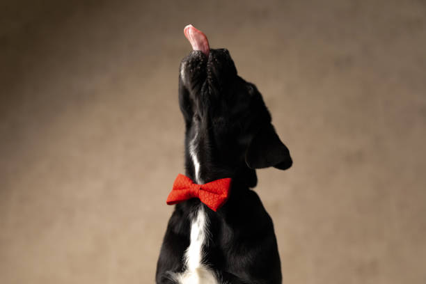 istock black cane corso dog looking overhead, sticking out tongue 1339024780