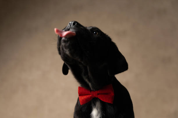 istock cute cane corso dog sticking out tongue 1339024795