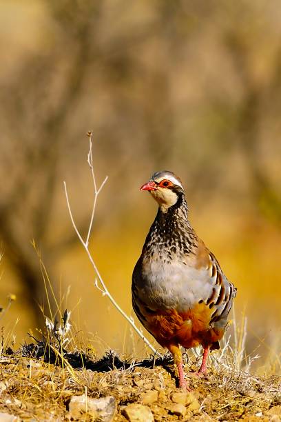 istock Birds in freedom and in their natural environment. 1339026069
