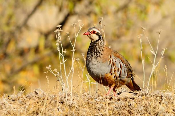 istock Birds in freedom and in their natural environment. 1339026077