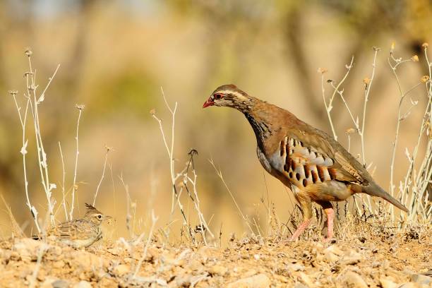 istock Birds in freedom and in their natural environment. 1339026096