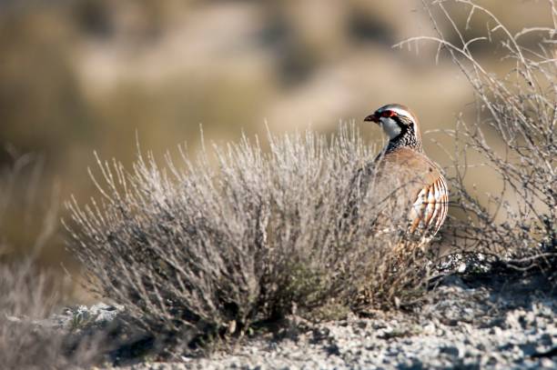 istock Birds in freedom and in their natural environment. 1339026101