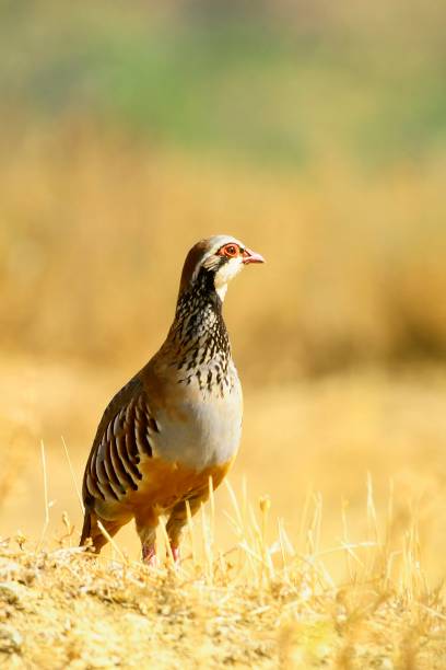 istock Birds in freedom and in their natural environment. 1339026107
