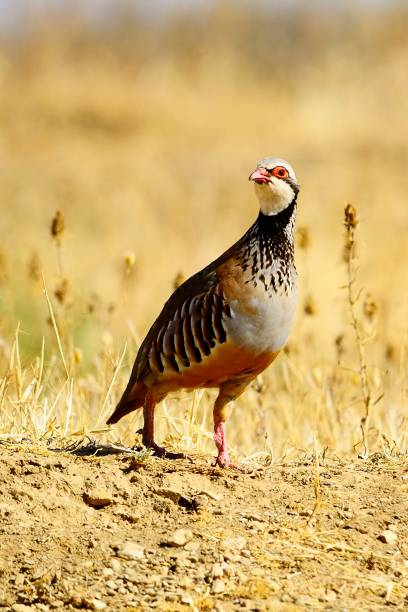 istock Birds in freedom and in their natural environment. 1339026110