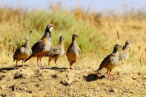 Alectoris rufa - Red-legged partridge is a species of galliform bird in the Phasianidae family.