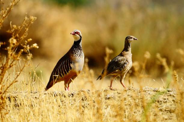 istock Birds in freedom and in their natural environment. 1339026128